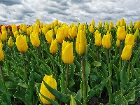 Pole, Żółte, Tulipany, Chmury