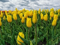 Pole, Żółte, Tulipany, Chmury