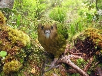 Dżungla, Lato, Kakapo