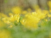 Kwiaty, Ziarnopłon wiosenny, Żółte, Rozmycie