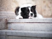 Border collie, Schody, Pies, Leżący, Mordka