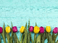 Tulipany, Deski, Kwiat, Kolorowe, Niebieskie