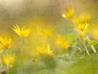 Żółte, Ziarnopłon wiosenny, Kwiatki