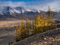 Śnieg, Step Kurai, Rosja, Drzewa, Góry, Żółte, Ałtaj