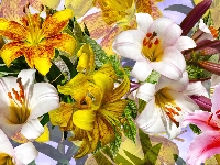 Lilie, Kwiaty, Kolorowe, Grafika