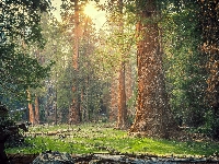 Park Narodowy Sekwoi, Drzewa, Stany Zjednoczone, Sekwoje, Las, Stan Kalifornia