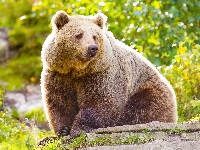 Siedzący, Niedźwiedź brunatny