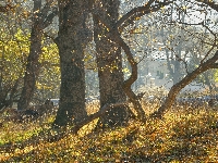 Wygięte, Drzewa, Pnie