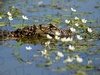 Woda, Krokodyl, Kwiaty