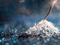 Krople, Niełupka, Dmuchawiec, Bokeh