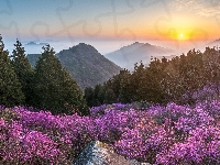 Góry, Wschód słońca, Korea Południowa, Drzewa, Kwiaty, Góra Cheonjusan, Mgła