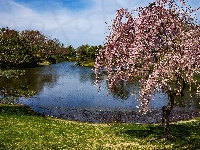 Ogród botaniczny Missouri Botanical Garden, Stan Missouri, Staw, Stany Zjednoczone, Saint Louis, Drzewa