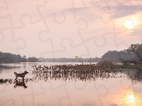 Trawy, Wschód słońca, Rzeka, Pies