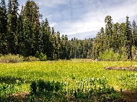 Park Narodowy Sekwoi, Stany Zjednoczone, Drzewa, Polana, Kalifornia