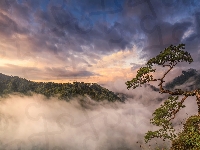 Szczyt, Sosna, Pieniny, Mgła, Polska, Las, Chmury, Góry, Skały, Sokolica