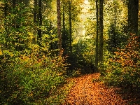 Ścieżka, Drzewa, Liście, Las, Jesień, Opadłe