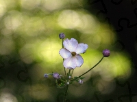 Kwiat, Biały, Zawilec japoński