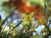Kwiat, Liliowiec, Żółty, Rozmyte tło