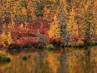 Drzewa, Kołyma, Rosja, Jezioro Jack London, Jesień, Odbicie, Magadan