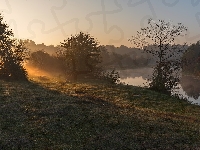 Słońca, Mgła, Drzewa, Poranek, Blask, Rzeka