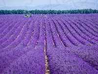 Valensole, Francja, Pole, Lawenda, Prowansja