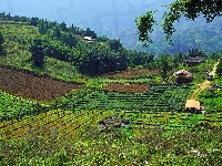 Dolina Muong Hoa Valley, Pola, Wietnam, Wzgórza, Domy, Sapa