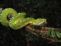 Boa, Drzewo, Zielony, Wąż, Corallus batesii