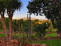 Kaktusy, Park, Drzewa