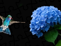 Hortensja, Niebieski, Kwiat, Koliber