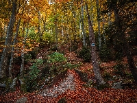 Szlak, Drzewa, Jesień, Las, Ścieżka, Mostek