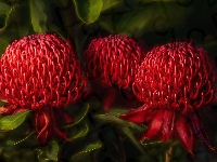 Kwiaty, Czerwone, Telopea