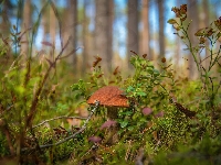 Runo leśne, Grzyb, Krzewinki