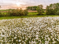 Margerytki, Drzewa, Lato, Kwiaty, Łąka