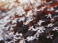 Drobne, Białe, Kwiaty