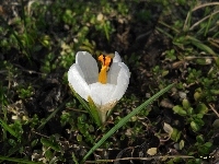 Zielone, Biały, Krokus, Roślinki