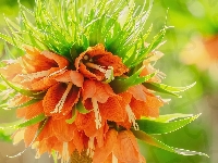 Kwiat, Pomarańczowy, Szachownica cesarska