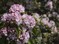 Różowe, Kalmia szerokolistna, Krzew, Kwiaty