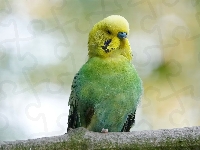 Papuga, Zielono-żółta, Papużka falista