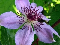 Kwiat, Clematis