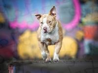 American Pit Bull terrier, Pies, Amerykański pitbulterier