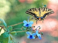 Niebieskie, Motyl, Paź królowej, Kwiatki