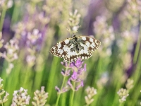 Polowiec szachownica, Motyl, Lawenda