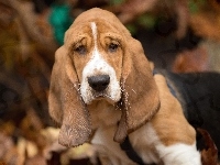 Basset Hound