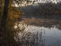 Trawa, Jezioro, Drzewa, Poranek