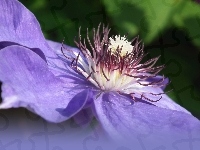 Kwiat, Przyroda, Clematis