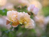 Róże, Różowo-żółte, Kwiaty