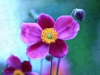 Fioletowy, Zawilec Japoński, Kwiat