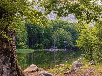 Drzewa, Jezioro, Lato, Leśne, Las, Kamienie