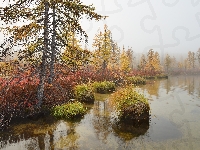 Jezioro Jack London, Rosja, Trawa, Mgła, Krzewy, Jesień, Drzewa, Kołyma