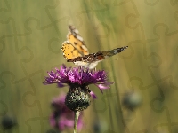 Kwiat, Chaber driakiewnik, Fioletowy, Motyl